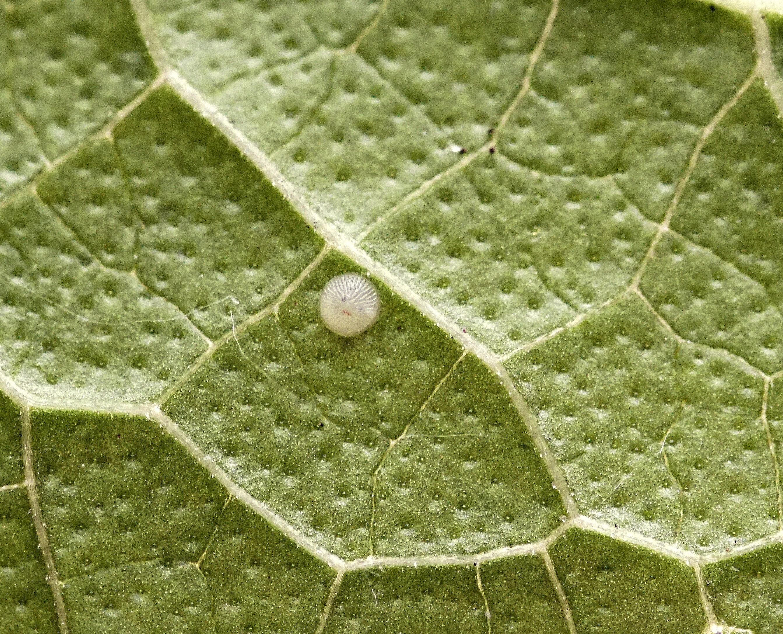 Koperuil Diachrysia chrysitis Koos Wingelaar ei DSC04939.JPG